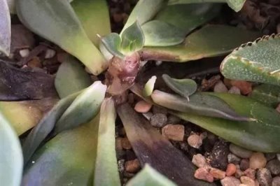 多菌靈可以治黑腐病嗎，多菌靈可以治黑腐病