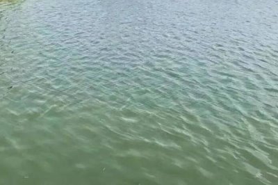 泥鰍養(yǎng)殖方法，培育池最好是土池