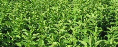 玄參的種植技術(shù)，選擇肥沃的腐殖質(zhì)土和沙壤土為佳