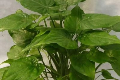 尖尾芋的種植要點，夏季要時常噴水增濕