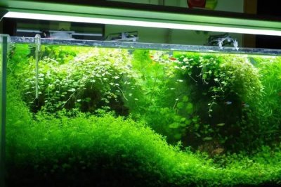 白化黑龍劍尾異型魚好不好養(yǎng)，新手和老手均可飼養(yǎng)