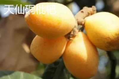 四川瀘州市的特色水果，有張壩桂圓、特興桂圓、九獅香柚等