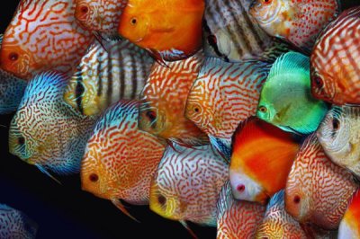 七彩神仙魚適合喂什么飼料，可飼喂冷凍紅蟲、線蟲、豐年蝦等食物