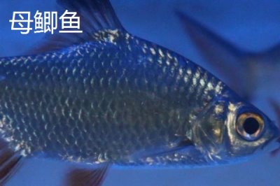 鯽魚分公母嗎，鯽魚分公母但在繁殖季節(jié)才會(huì)有明顯的特征