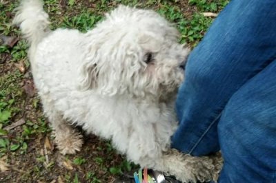 狗吃巧克力會出什么問題，輕則上吐下瀉、重則危及生命