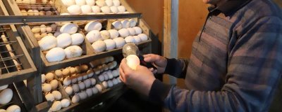 孵鵝蛋的溫度和濕度，溫度需隨時(shí)調(diào)整