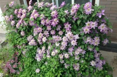 鐵線蓮的花語，寓意高潔美麗、和平和諧等