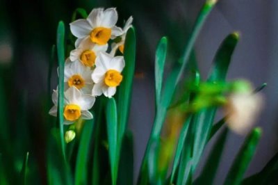水仙花的花語，寓意純潔善良、甜蜜愛情等
