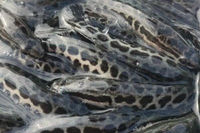 烏魚苗的產(chǎn)地和食物，分布在世界各地的溫帶、熱帶海域