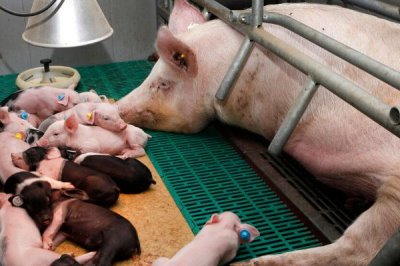 母豬產(chǎn)仔后不吃食怎么處理，首先一定要改變?nèi)占Z的配方