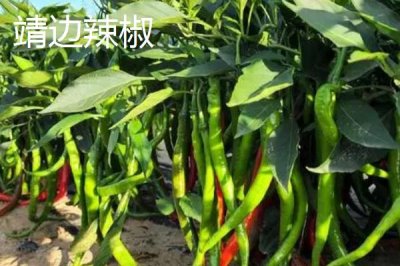 陜西靖邊縣的特產(chǎn)，靖邊馬鈴薯符合無公害甚至綠色食品標準