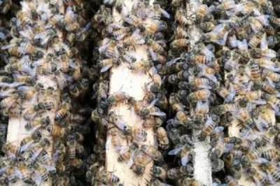 獎勵飼喂方法介紹，目的是刺激蜂王產(chǎn)卵