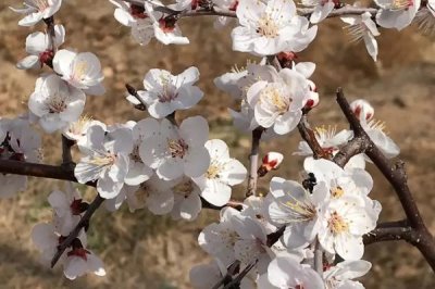 杏樹十月開花是怎么回事，是由于管理不善導(dǎo)致的