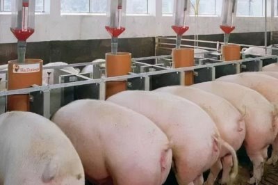 小豬咬架怎樣處理，可以分圈飼養(yǎng)或足量投喂飼料等