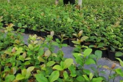 茶花苗的價(jià)格，不同品種的價(jià)格不同