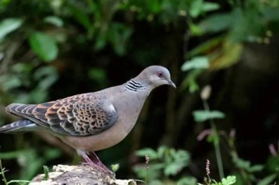 為什么斑鳩要剪翅膀，是為了使斑鳩生長的更快