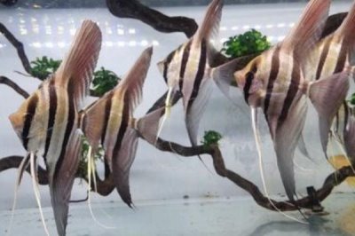 熊貓神仙魚的產(chǎn)地，主要分布在西太平洋的珊瑚礁海域