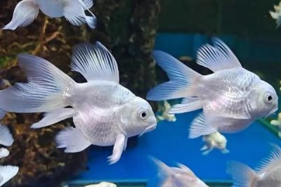 室內(nèi)水產(chǎn)養(yǎng)殖項目，好養(yǎng)又賺錢