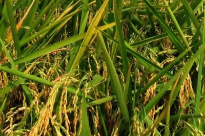 中早48水稻種子特點(diǎn)，全生育期110.7天