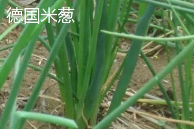小蔥的產(chǎn)地，原產(chǎn)于西伯利亞