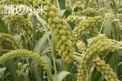 陜西靖邊縣的特產(chǎn)，靖邊馬鈴薯符合無公害甚至綠色食品標準