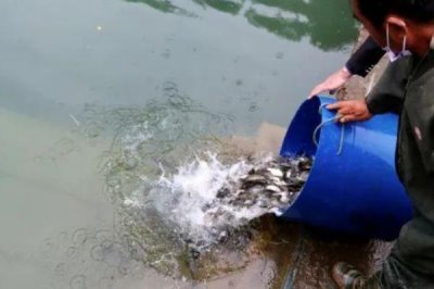 趴地虎魚的養(yǎng)殖方法，放苗前要消毒肥水