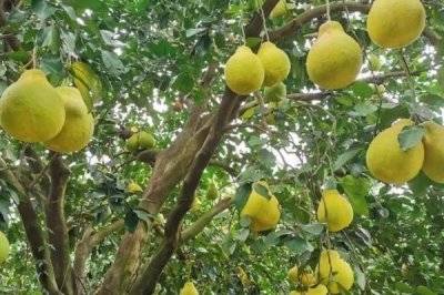 沙田柚的種植條件，春秋季種植為佳