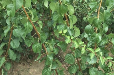 杏樹苗的價(jià)格，實(shí)際售價(jià)和幼苗規(guī)格、生產(chǎn)地區(qū)等條件有關(guān)