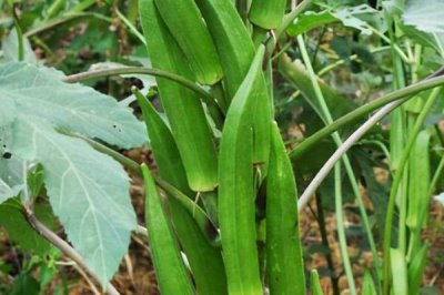 農(nóng)村種植什么食用菌具有較高的效益，香菇、木耳、平菇等品種均為不錯的選擇