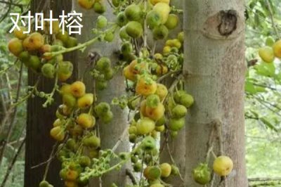 如何挑選榕樹種子，顆粒飽滿、具有光澤的種子品質(zhì)更好