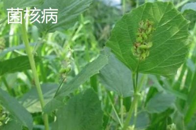 常見的補骨脂病害與防治方法，種植前對土壤消毒可降低發(fā)病率