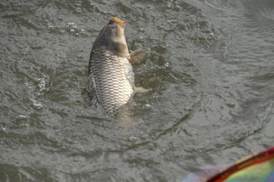 夏天釣鯉魚用什么漂，要根據(jù)實際情況選擇合適的漂