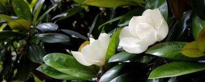 廣玉蘭的產(chǎn)地分布，在長江流域以南各大城市栽培