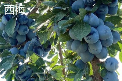 西梅和李子的區(qū)別，形狀、口味、產(chǎn)地和價(jià)格均不同