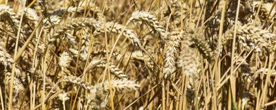 小麥?zhǔn)裁醇竟?jié)成熟，冬小麥一般是6月下旬到7上旬成熟