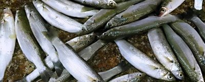 烏魚苗的產(chǎn)地和食物，分布在世界各地的溫帶、熱帶海域