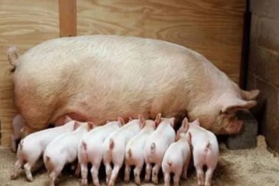 母豬產(chǎn)仔后不吃食怎么處理，首先一定要改變?nèi)占Z的配方