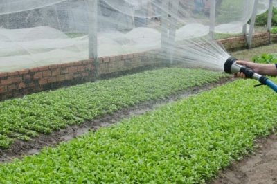 大棚蔬菜噴肥的方法，一般以開花時(shí)噴施為宜