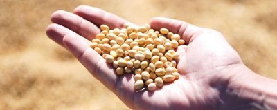 圣豆25大豆種子介紹，中熟夏大豆品種