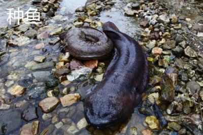 娃娃魚商品魚和種魚的鑒別方法，商品魚的色澤一般比較蒼白