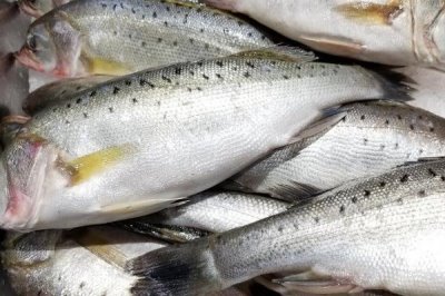 養(yǎng)殖什么魚賺錢，選擇這幾種魚年收入十萬不是問題