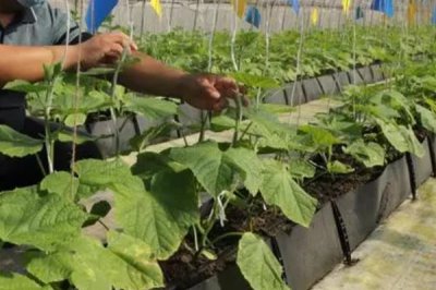 防治病蟲害的適宜適期，害蟲幼齡期、危險生育期、天敵敏感期適合用藥