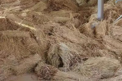 北方冬天怎么給豬圈增溫，安裝供暖設(shè)備可以提高溫度