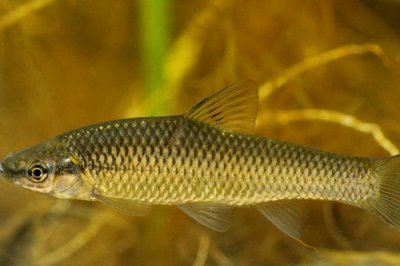 麥穗魚(yú)是什么魚(yú),是常見(jiàn)的小型淡水魚(yú)類(lèi)
