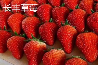安徽省鳳臺縣的特產(chǎn)，朱馬店糯米屬于米中上品