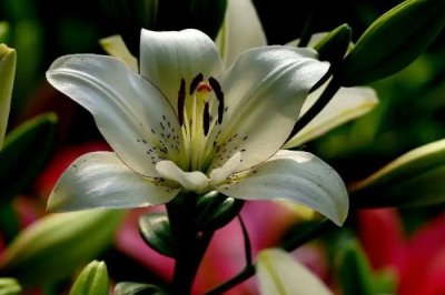 百合花的寓意，寓意百年好合、偉大的愛等