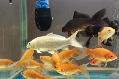養(yǎng)魚的注意事項(xiàng)，養(yǎng)魚前要先養(yǎng)水