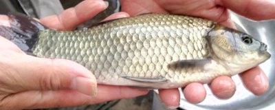 中科五號(hào)鯽魚苗的價(jià)格，一尾需要0.2-0.3元左右