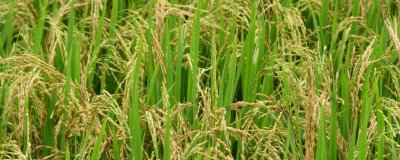 源兩優(yōu)1562水稻種子簡介，全生育期141.7天