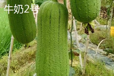 短棒形絲瓜品種有哪些，常見(jiàn)的有胖胖1號(hào)、牛奶2號(hào)、亞華短棒等